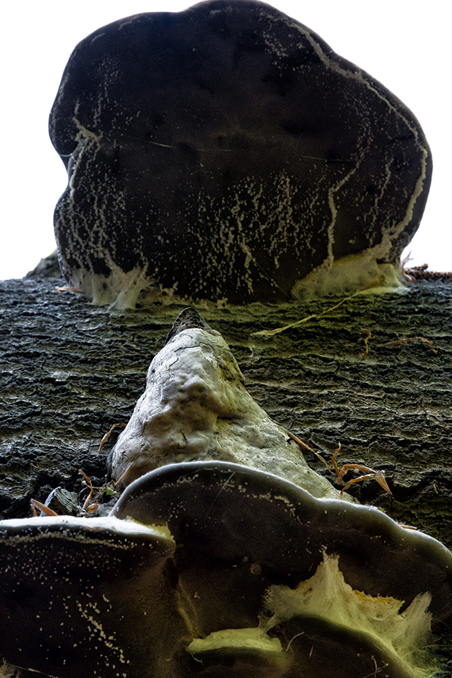 fungal architecture
