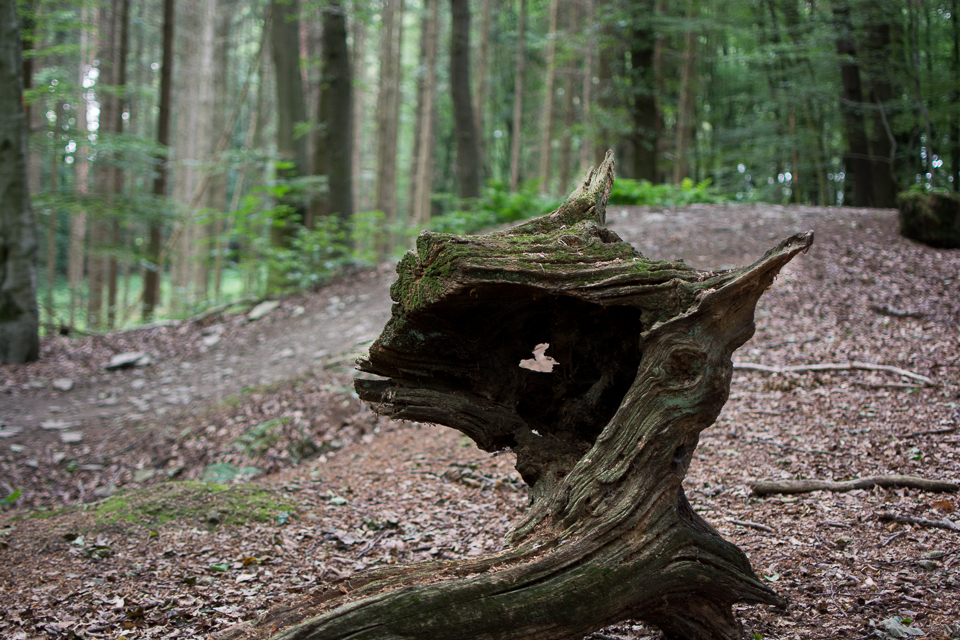 Waldschrate#2 by Michael Krämer