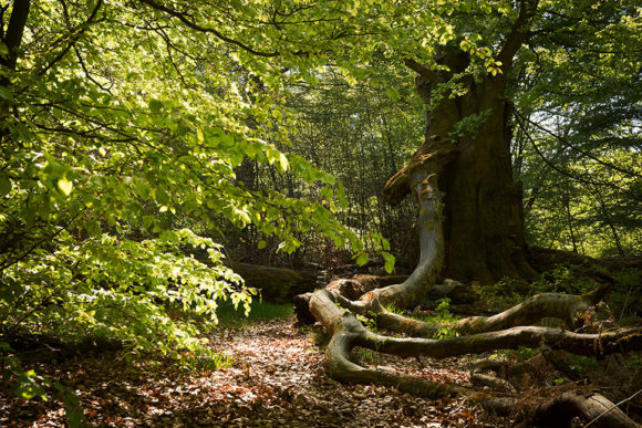 tree trunk