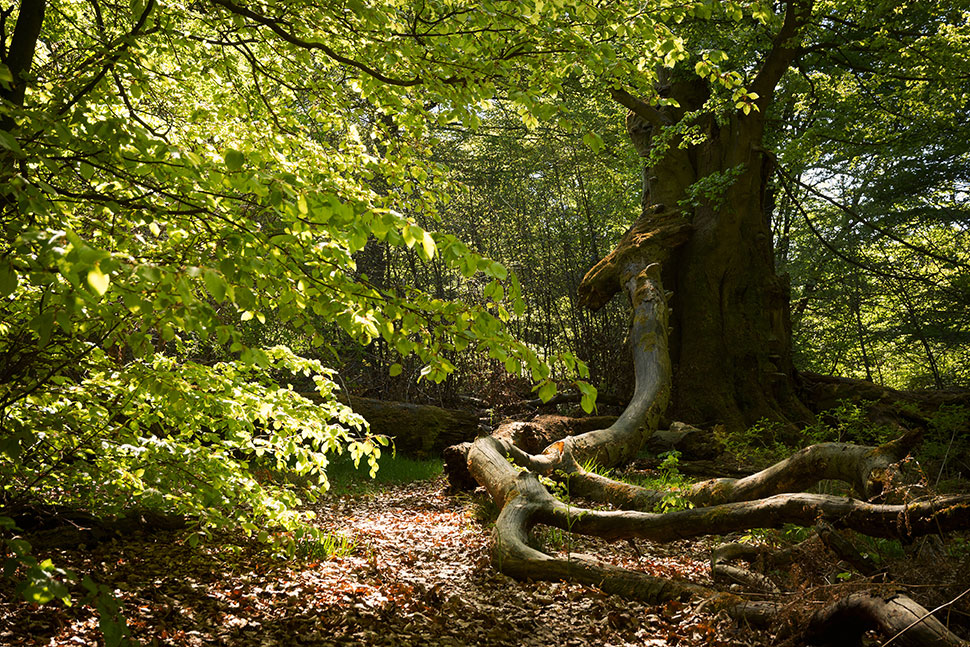 tree trunk
