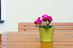 tischblume#21