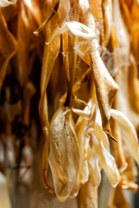 Lieblingsblume_Details#1
