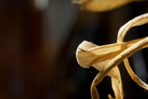 Lieblingsblume_Details#7