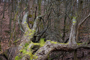 Wiesbaden Kesselbachtal