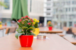 tischblume#34