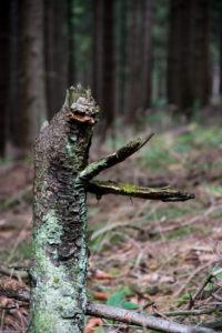 Waldschrate#8 by Michael Krämer