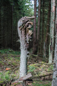 Waldschrate#7 by Michael Krämer