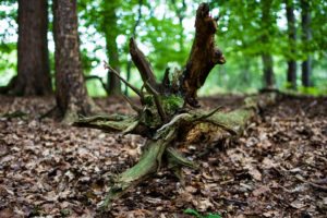 Waldschrate#3 by Michael Krämer