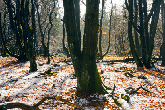 glittering trees