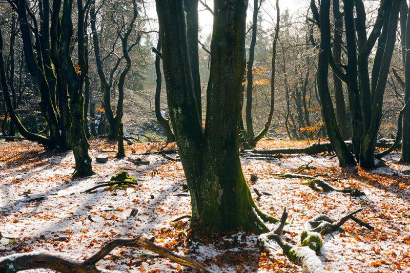 glittering trees
