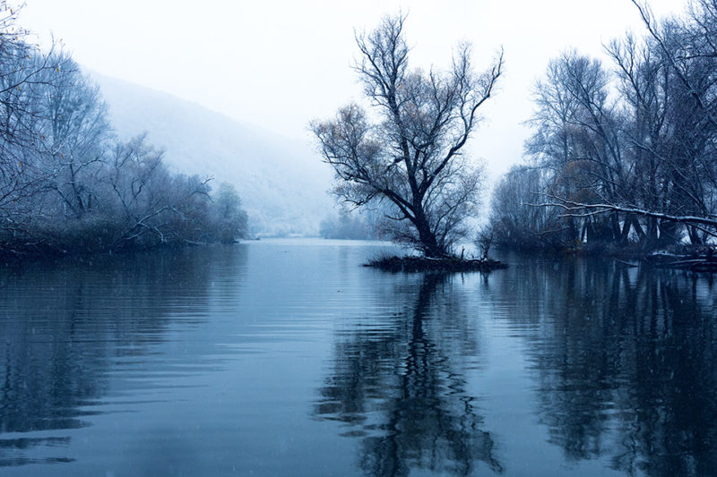 auenwald am rhein