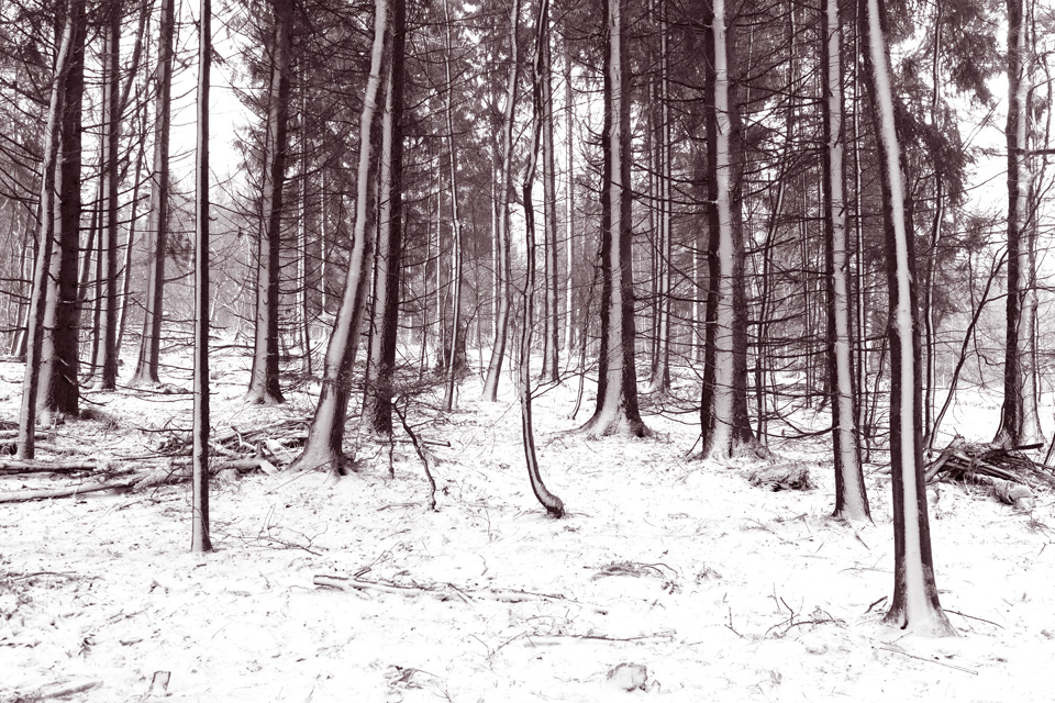 Platte_Trompeterstrasse01