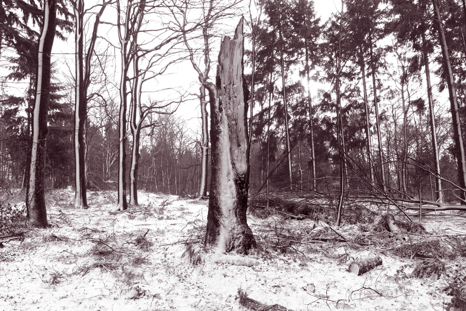 Platte_Trompeterstrasse03