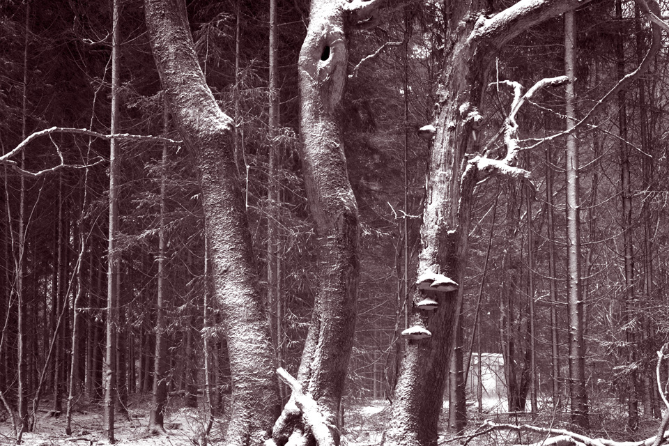 Platte_Trompeterstrasse06