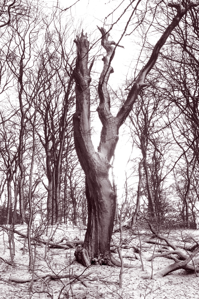 Platte_Trompeterstrasse08