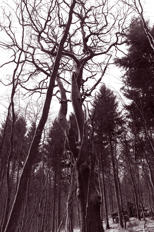 Platte_Trompeterstrasse09