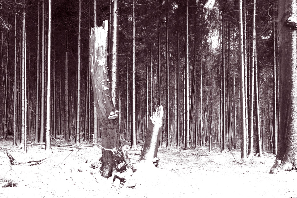 Platte_Trompeterstrasse12