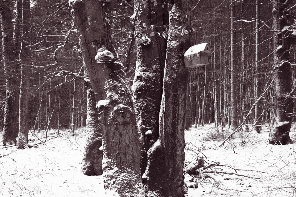 Platte_Trompeterstrasse13