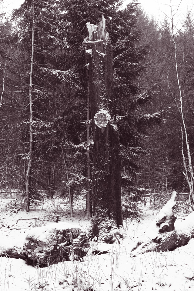 Platte_Trompeterstrasse15