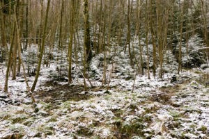 familiar environment: Daisbach Quellen eins