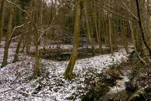 familiar environment: Daisbach alter Fischteich