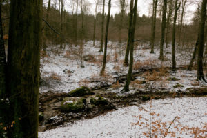 familiar environment: Daisbach Bachlauf und Felsen