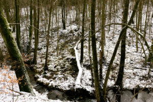 familiar environment: Daisbach Bachlauf