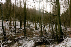 familiar environment: Daisbach Zufluesse