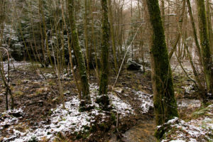 familiar environment: Daisbach Quellen zwei