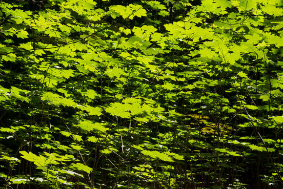 Everything' s Gone Green