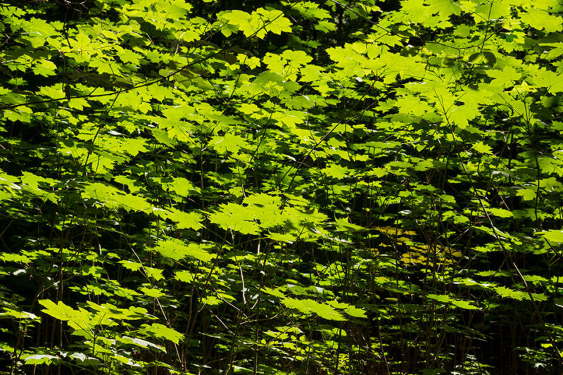 Everything' s Gone Green