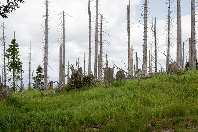 skeleton trees #3