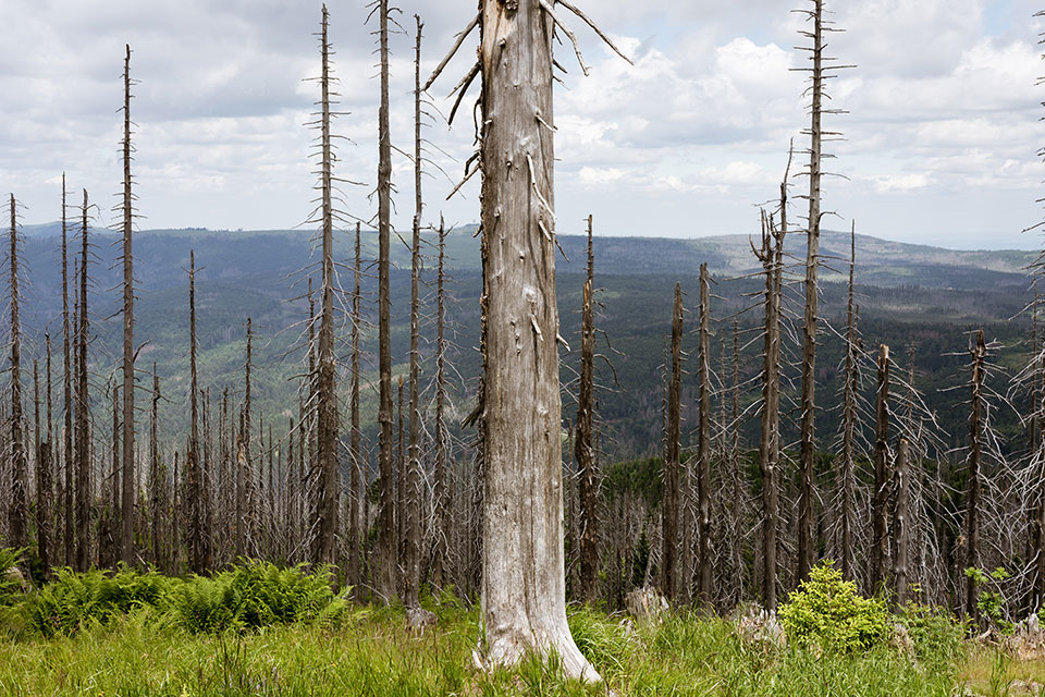 skeleton trees #1
