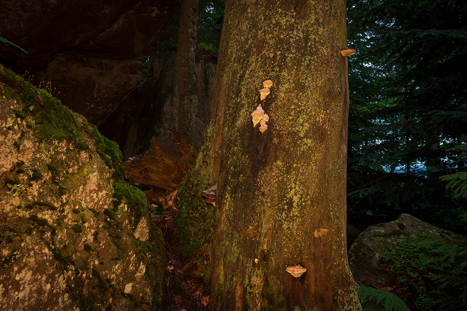 Nationalpark Bayerischer Wald - Felswandergebiet#5
