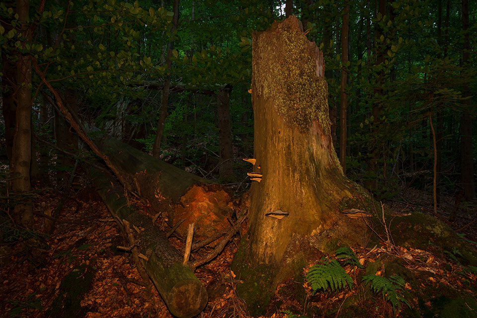 Nationalpark Bayerischer Wald - Felswandergebiet#3