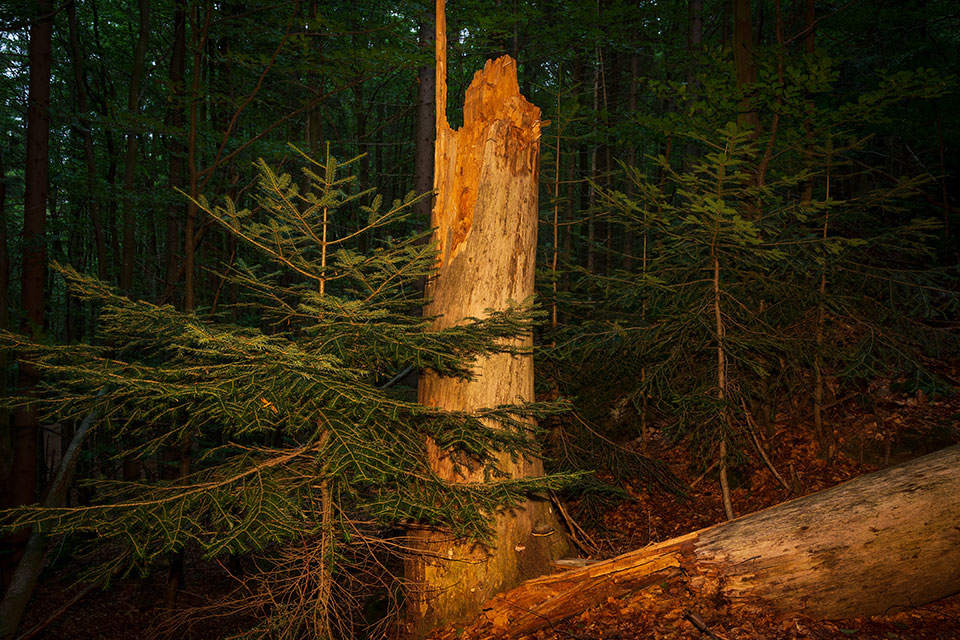 Nationalpark Bayerischer Wald - Felswandergebiet#2