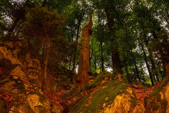 Nationalpark Bayerischer Wald - Felswandergebiet#1
