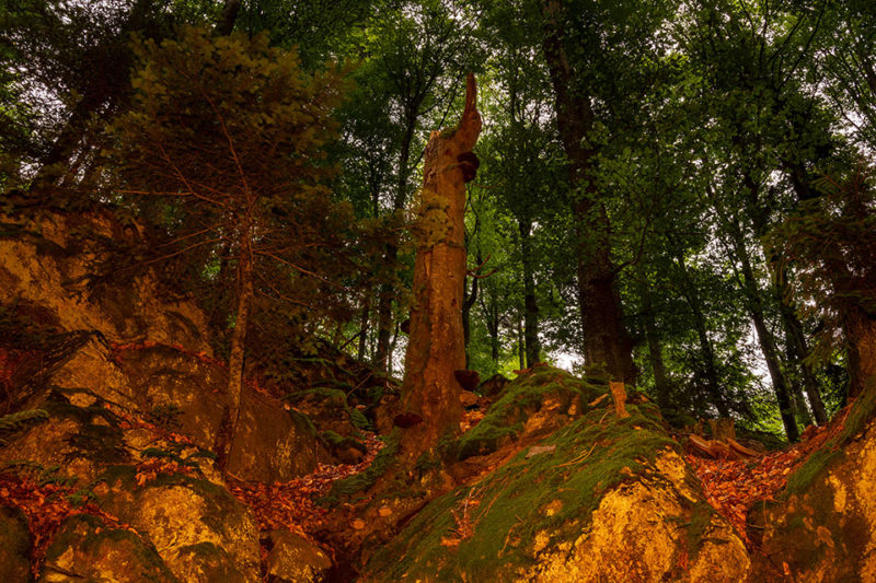 Nationalpark Bayerischer Wald - Felswandergebiet#1