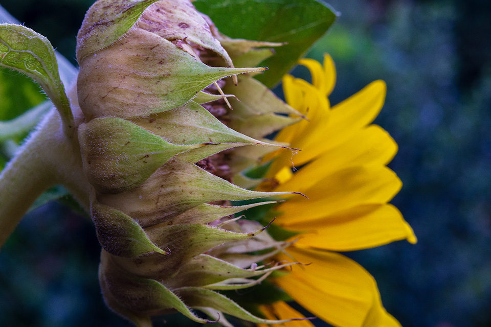 Garten #10
