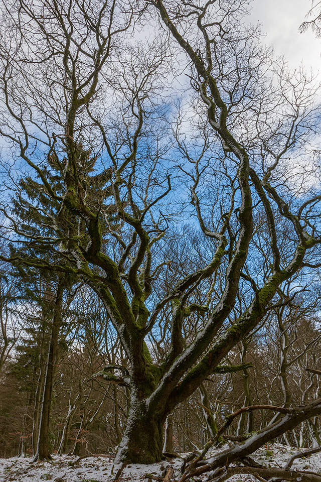oak tree