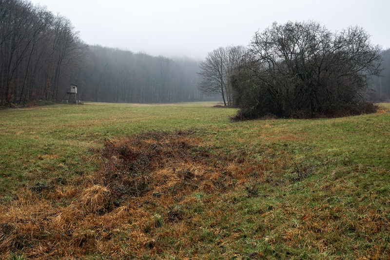 Heimliche Wiese