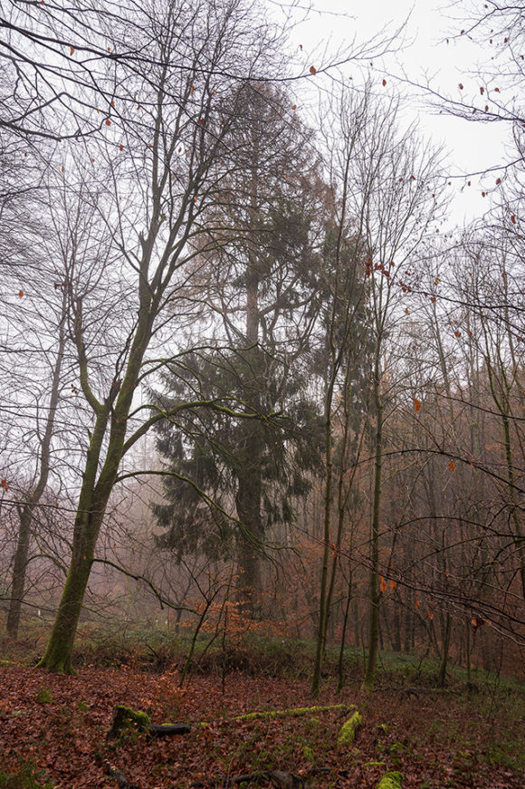 die Brautfichte