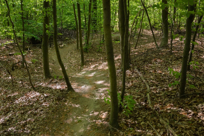 Singel Trail #1