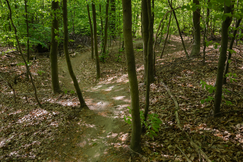 Singel Trail #1