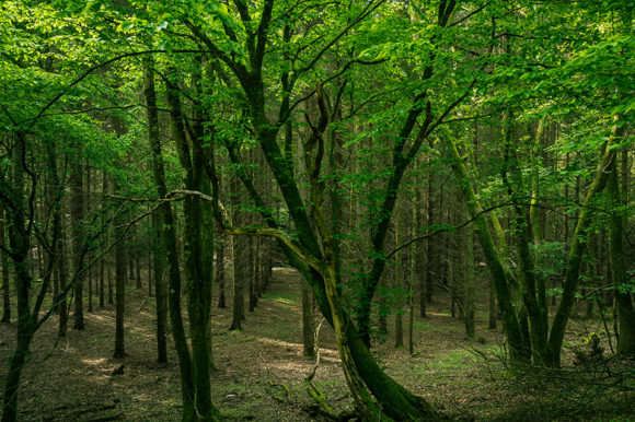 may green