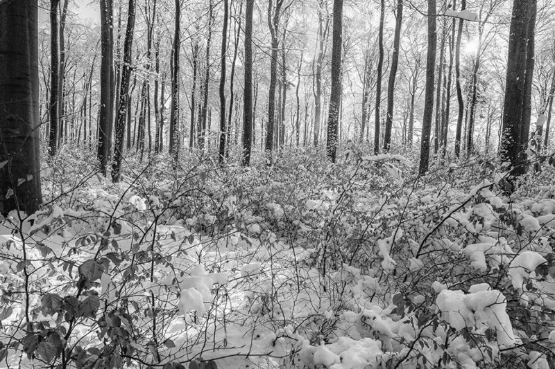 Junge Buchen im Schnee