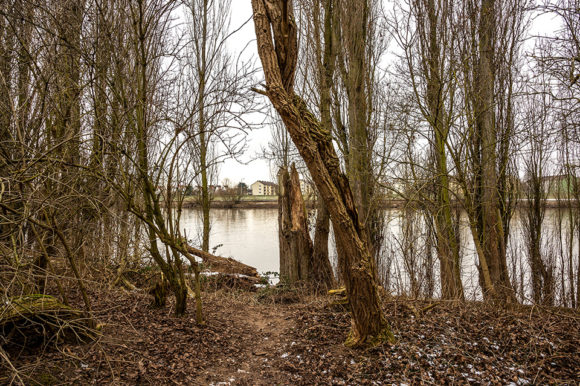 Rhein-Main #1 Blick nach Gustavsburg