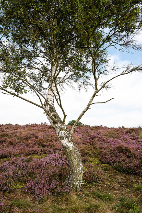 Birken in der Lüneburger Heide